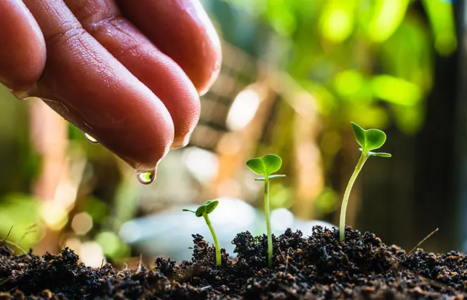 Mentorship & Leadership Development